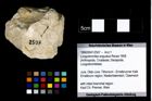 Foto (Objekt + Etikett) von Longodromites angustus (Reuss 1858)  (NHMW-GEO-1990-0041-2507)